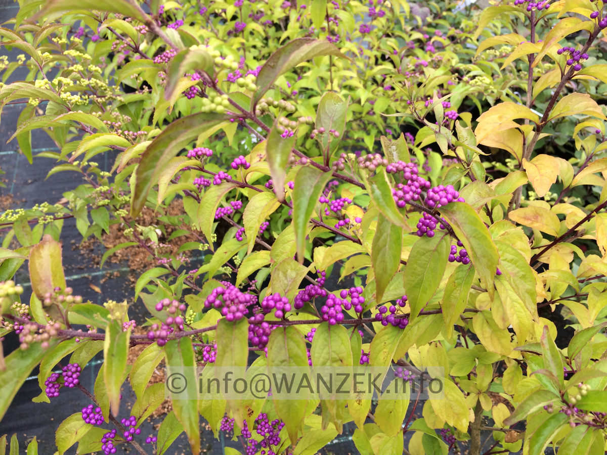 Callicarpa dichotoma Issai Sol Beeren+beginnende Herbstfaerbung 02.JPG